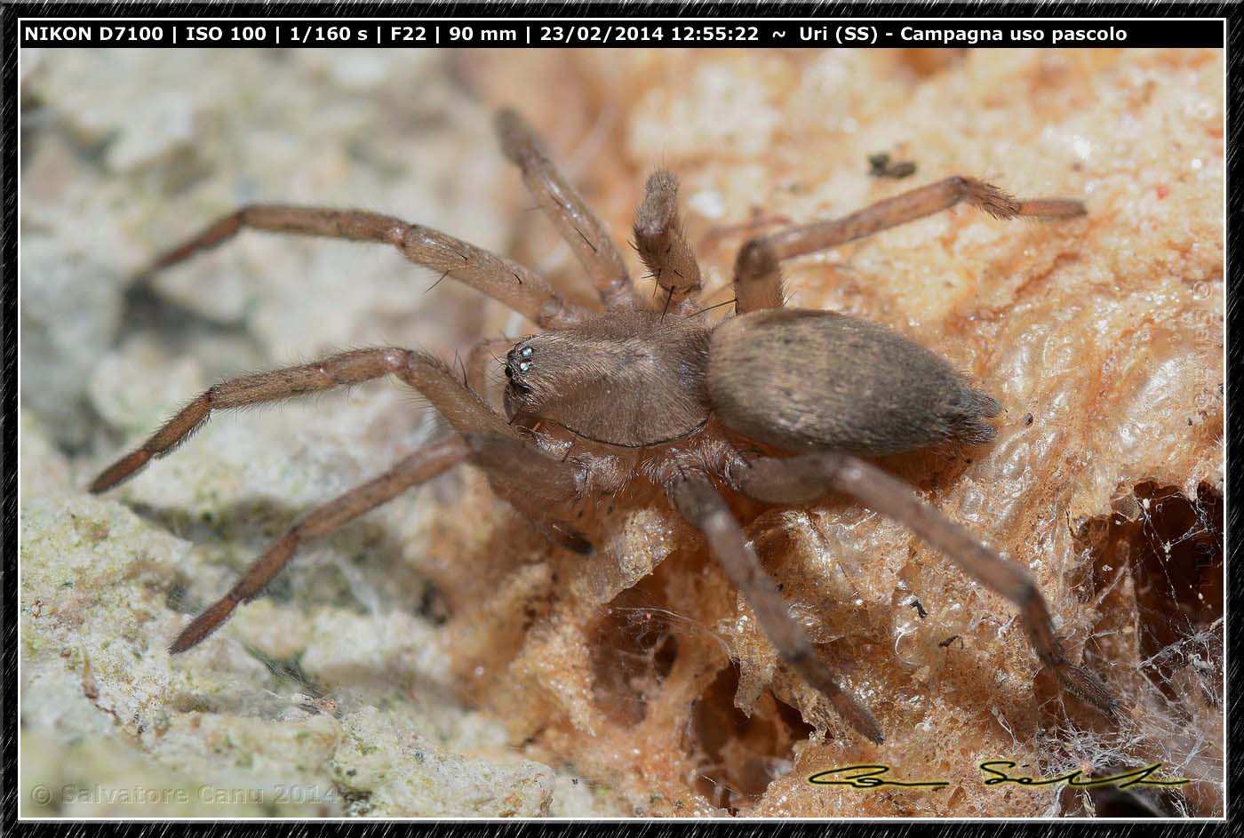 Drassodes sp. - Uri (SS)